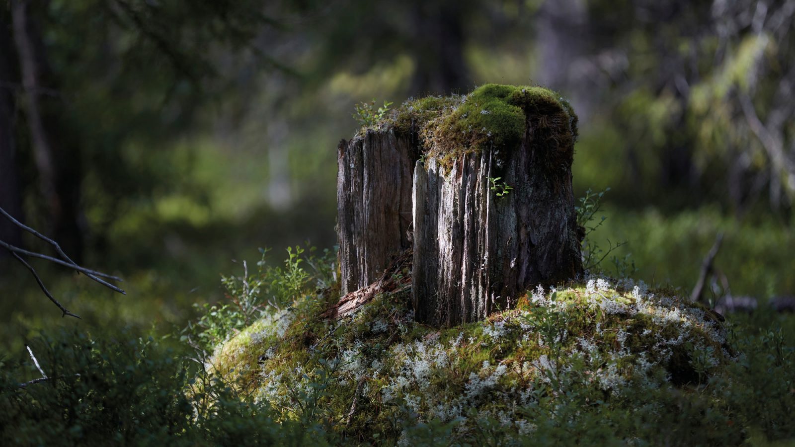Solstrålar lyser upp en mossbeväxt stubbe inne i skogen.