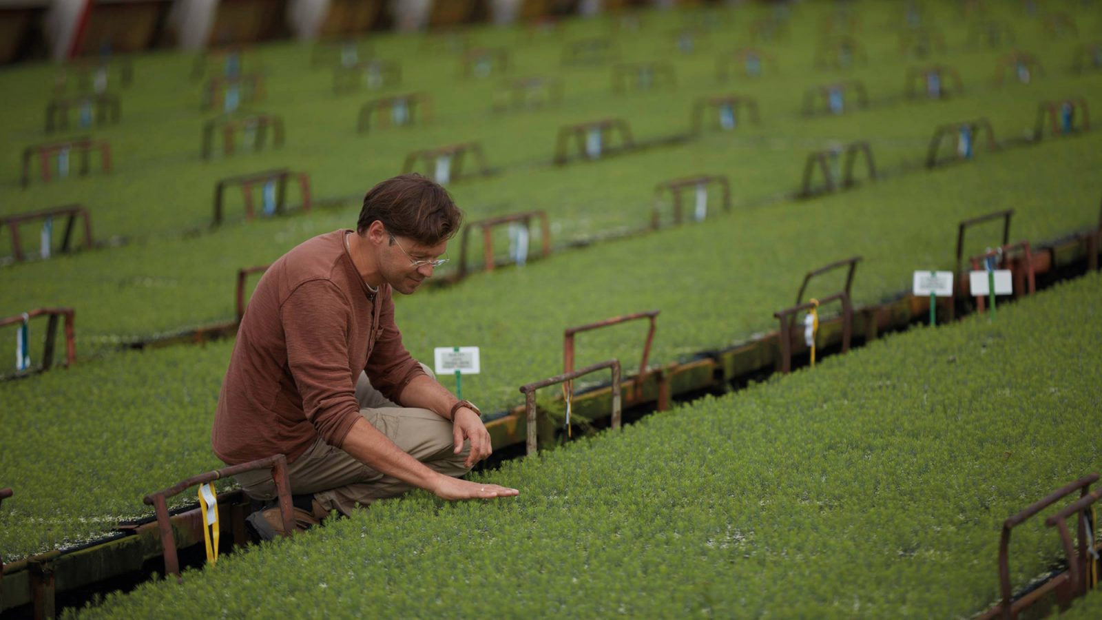 Dark-haired man in a burgundy sweater, Mikhail Tarasov, squats by small green plants in a greenhouse.