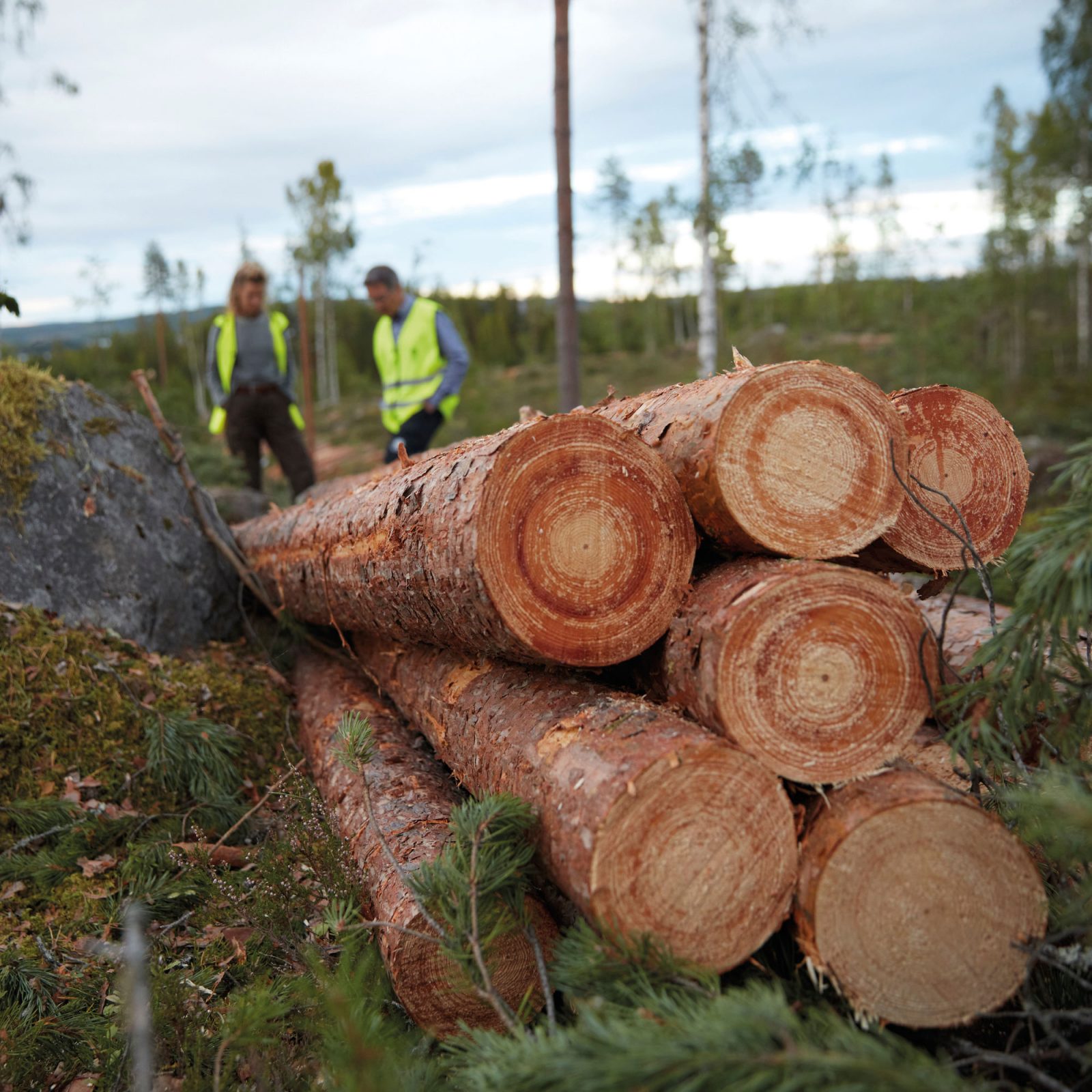 Stack of felled logs in forest, a woman and a man wearing fluorescent vests seen in the background.