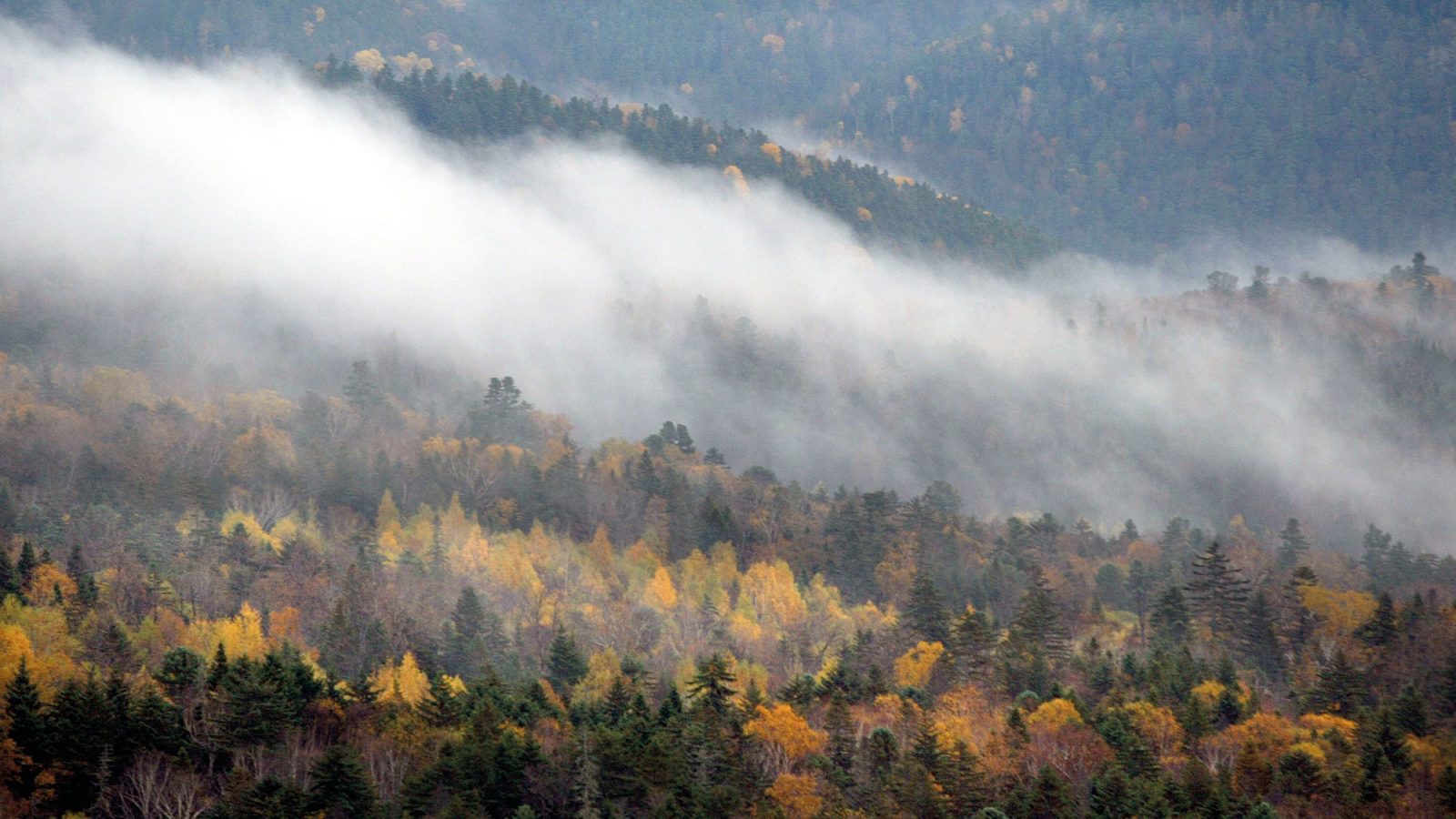 Extensive forest with trees in yellow and red autumn colours.
