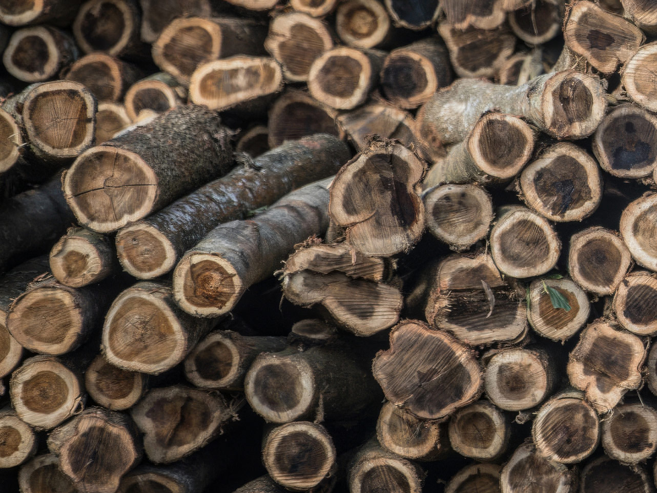 Stacked tree trunks with a dark core in the centre of light wood.