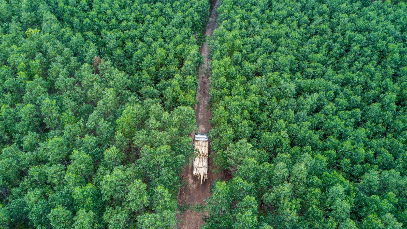 A truck seen from above as it drives on a road through an acacia plantation in a tropical climate.