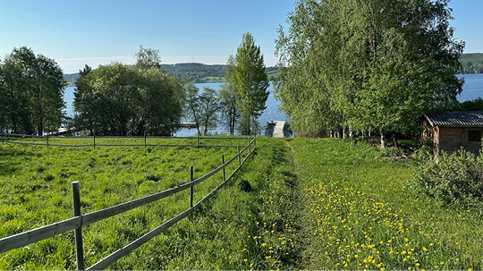 Green summer meadow under blue sky.