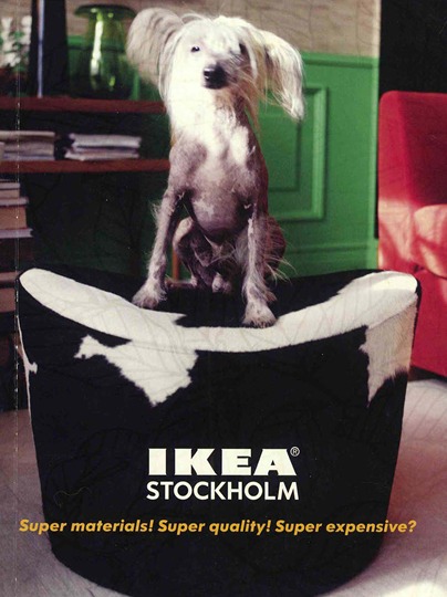 Rufsig hund sitter på en pall klädd med kohud.