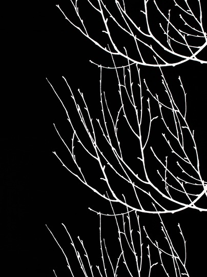 Black and white fabric with a pattern depicting stylised birch branches, KATRIN.